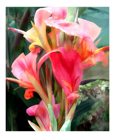 Pink Cannas Photographic Print Pink Cannas Photographic Print