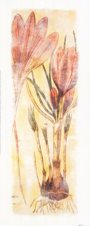 Crocus Sativus Print Crocus Sativus Print