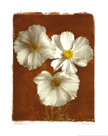 White Cosmos I Print White Cosmos I Print