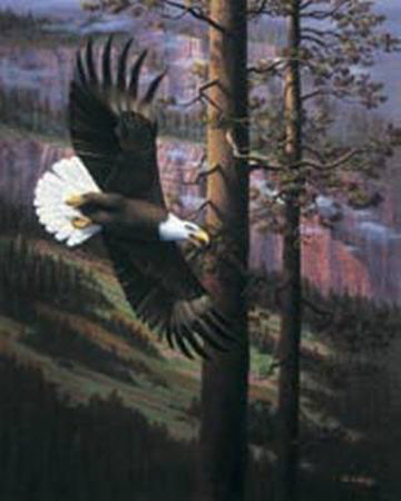 Eagle in Trees Print Eagle in Trees Print