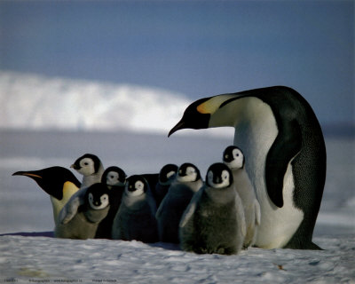 Penguins Print Penguins Print