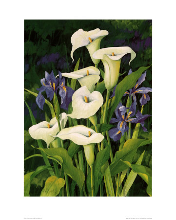 Calla Lily Print Calla Lily Print