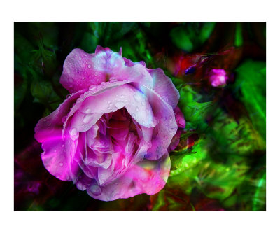 Rose Drops Photographic Print Rose Drops Photographic Print