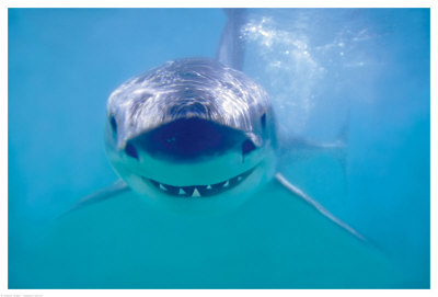Great White Shark Giclee Print Great White Shark Giclee Print