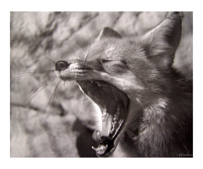 Yawn Photographic Print Yawn Photographic Print