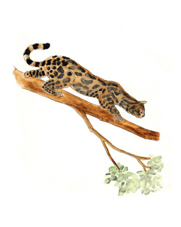 Tiger Cat Giclee Print Tiger Cat Giclee Print