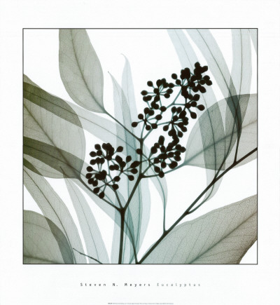 Eucalyptus Print Eucalyptus Print