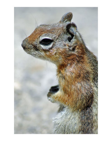 Cute Squirrel Photographic Print Cute Squirrel Photographic Print
