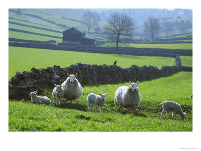 Sheep Ovis Aries Other Sheep Ovis Aries Other
