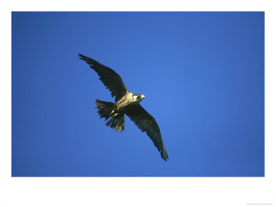 peregrine falcon in flight. Peregrine Falcon, Falco