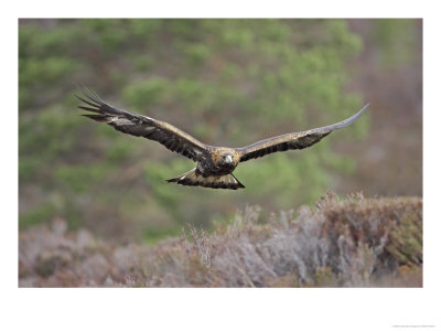 golden eagle in flight. Golden Eagle, Adult in Flight,