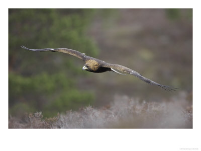 golden eagle in flight. Golden Eagle, Adult in Flight, Scotland Photographic Print