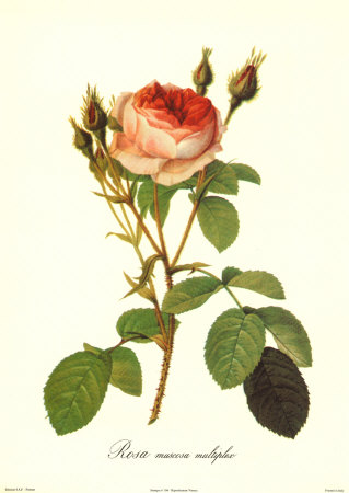 Rose Print Rose Print