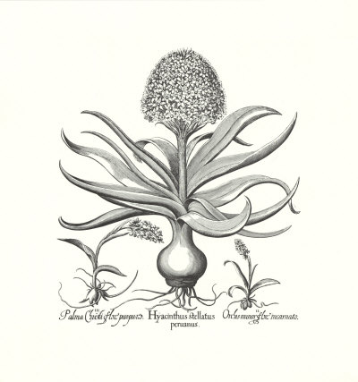 Hyacinthus Print Hyacinthus Print
