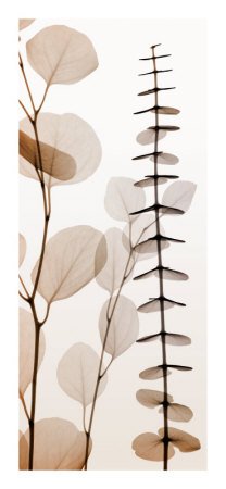 Eucalypti I Print Eucalypti I Print