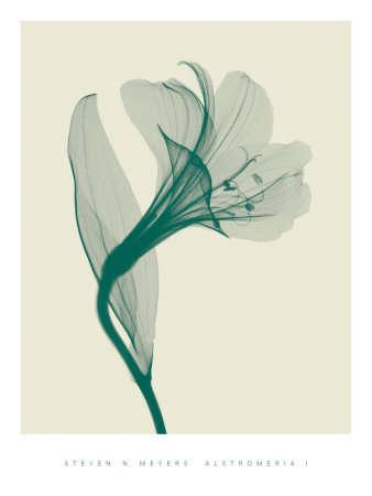 Alstromeria I Print Alstromeria I Print
