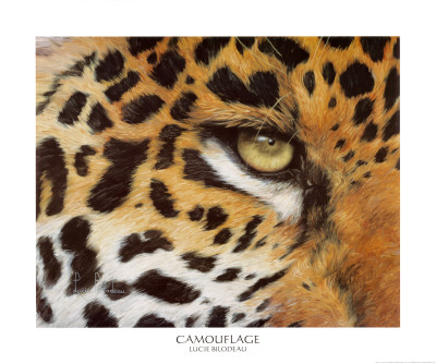 Camouflage Print Camouflage Print