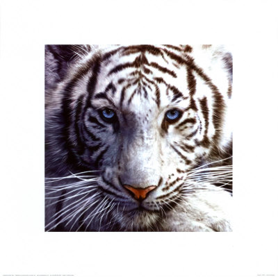 White Tiger Print