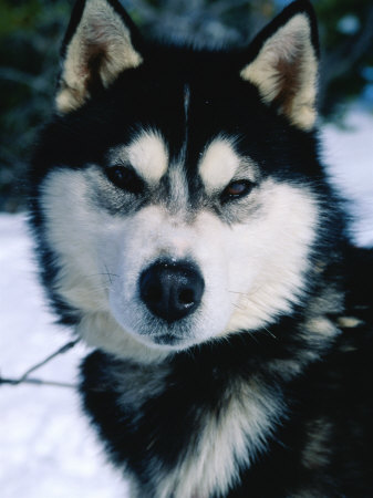Black And White Husky Dogs. Portrait of Husky Dog,