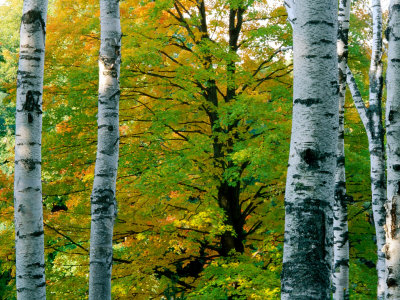 Birch Trees, USA Photographic Print Birch Trees, USA Photographic Print