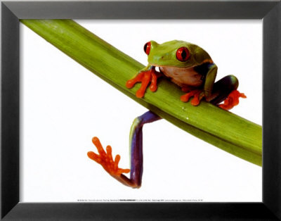 Tree Frog Framed Print Tree Frog Framed Print