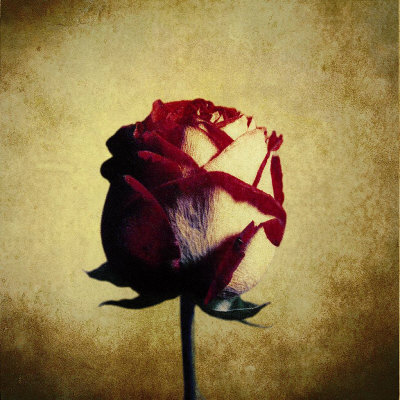 Crimson Rose Print Crimson Rose Print
