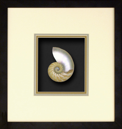 Natural Nautilus II Dimensional Product Natural Nautilus II Dimensional Product