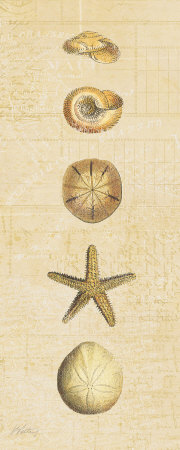 Coastal Shells I Print Coastal Shells I Print