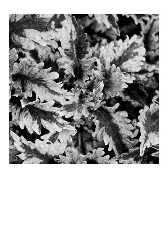 Fern Limited Edition Fern Limited Edition