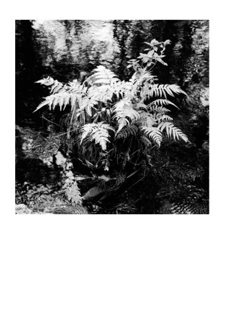 Moss Limited Edition Moss Limited Edition