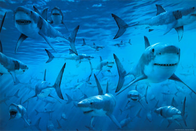 Great White Sharks Poster Great White Sharks Poster