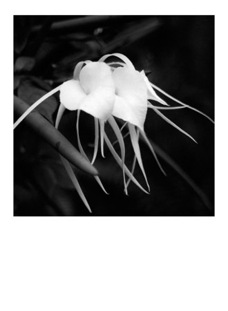 Orchid Hearts Limited Edition Orchid Hearts Limited Edition
