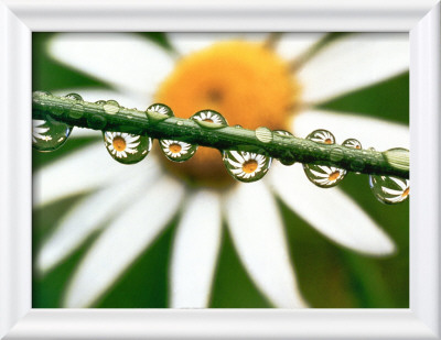 Daisy Framed Print Daisy Framed Print