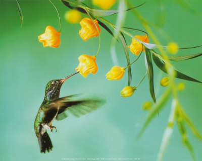 Humming Birds