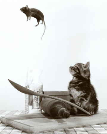 Cat and Mouse Print Cat and Mouse Print
