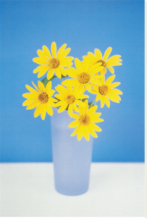 Gerbera Stretched Canvas Print Gerbera Stretched Canvas Print