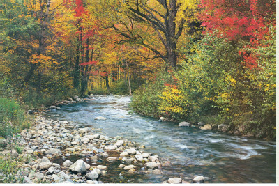 Forest Creek Stretched Canvas Print Forest Creek Stretched Canvas Print