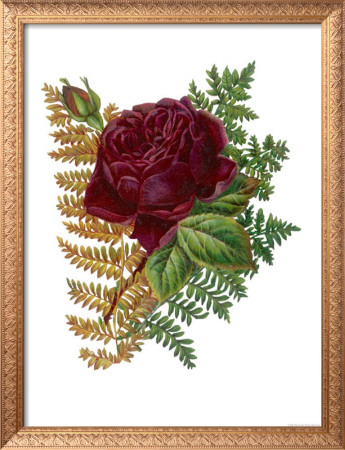 Red Rose and Ferns Framed Print Red Rose and Ferns Framed Print