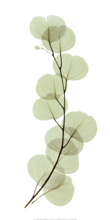 Eucalyptus Print Eucalyptus Print