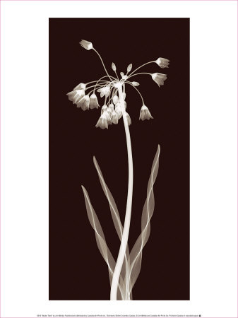 Nectar Twist Print Nectar Twist Print