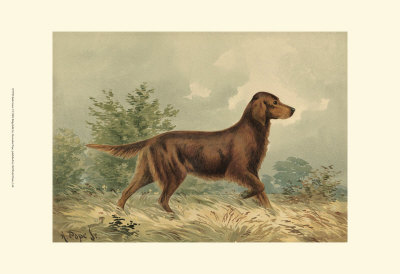 Irish Setter I Print Irish Setter I Print