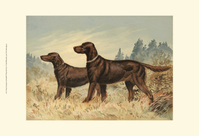 Irish Setter II Print Irish Setter II Print