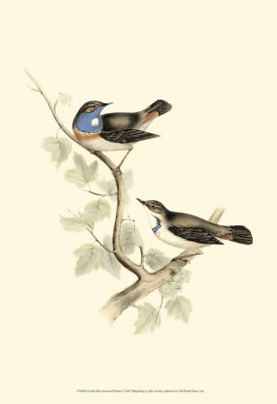 Blue-Throated Warbler Print Blue-Throated Warbler Print