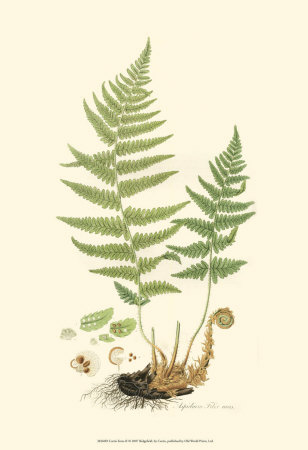 Curtis Ferns II Print Curtis Ferns II Print