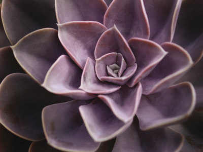 Echeveria I Print Echeveria I Print