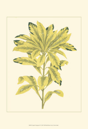 Tropical Variegation IV Print Tropical Variegation IV Print