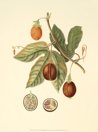 Native Fruits I Print Native Fruits I Print