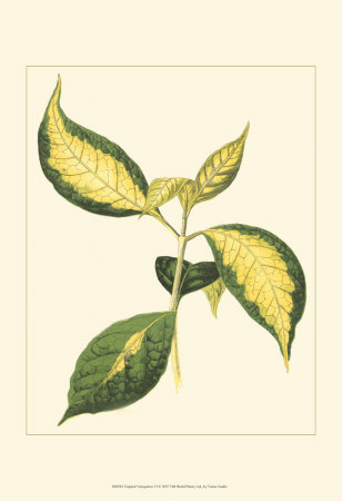 Tropical Variegation VI Print Tropical Variegation VI Print