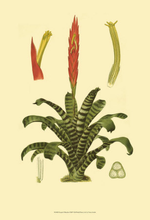 Tropical Tillandsia Print Tropical Tillandsia Print