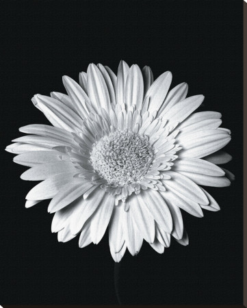 Gerbera Stretched Canvas Print Gerbera Stretched Canvas Print